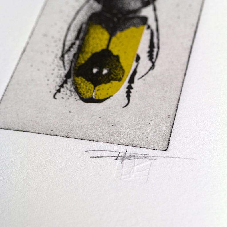 A beetle is depicted with intricate black detailing on its body and bold yellow markings on its wings, set against a simple arched background. The composition highlights the insect's symmetrical design and natural beauty.