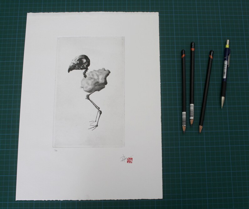 Bird skeleton Original etching limited edition Chick skull fine art