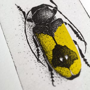 A beetle is depicted with intricate black detailing on its body and bold yellow markings on its wings, set against a simple arched background. The composition highlights the insect's symmetrical design and natural beauty.