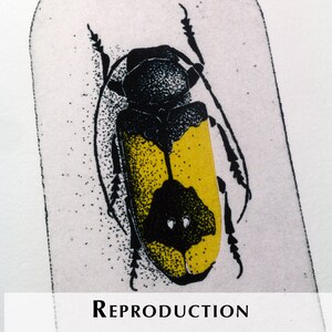 K&ouml;nnte beinhalten: Detaillierte Illustration eines K&auml;fers mit gelbem und schwarzem K&ouml;rper, schwarzen Beinen und einem schwarzen Kopf. Der K&auml;fer ist vor einem wei&szlig;en Hintergrund mit dem Wort "REPRODUCTION" unten platziert.