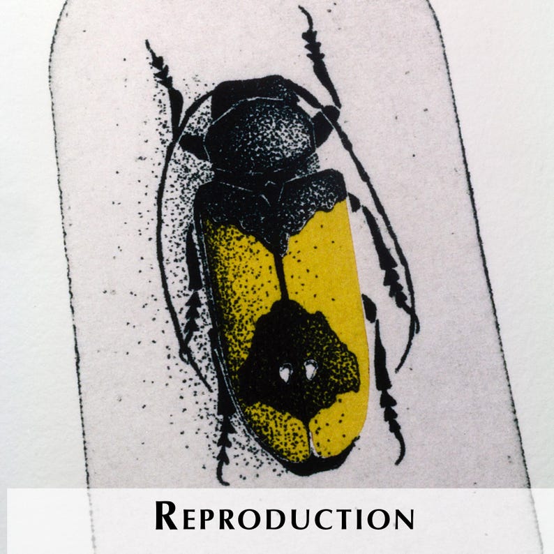 K&ouml;nnte beinhalten: Detaillierte Illustration eines K&auml;fers mit gelbem und schwarzem K&ouml;rper, schwarzen Beinen und einem schwarzen Kopf. Der K&auml;fer ist vor einem wei&szlig;en Hintergrund mit dem Wort "REPRODUCTION" unten platziert.