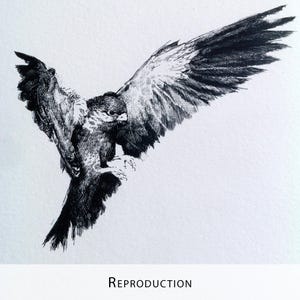 Original Etching / Limited edition fine art print / Intaglio / Bird of prey image 16