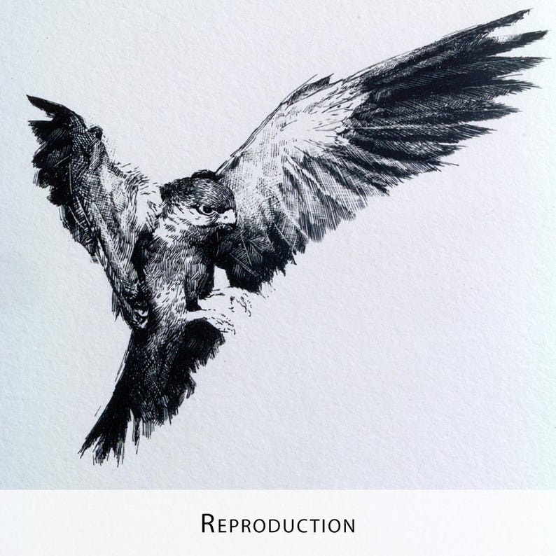 Original Etching / Limited edition fine art print / Intaglio / Bird of prey image 16