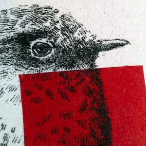 Original Etching / Limited edition fine art print / Intaglio / Bird red robin image 4