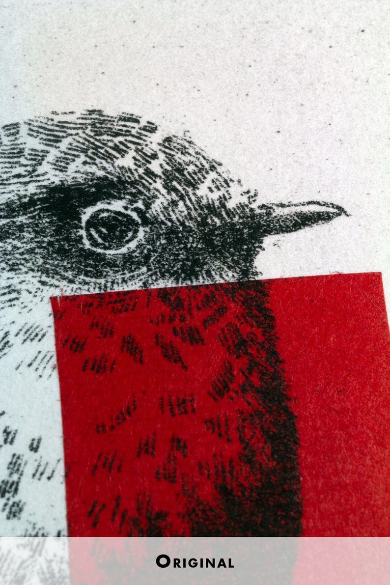 Original Etching / Limited edition fine art print / Intaglio / Bird red robin image 4