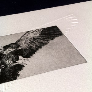 Original Etching / Limited edition fine art print / Intaglio / Bird of prey image 9