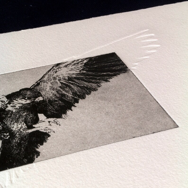 Original Etching / Limited edition fine art print / Intaglio / Bird of prey image 9