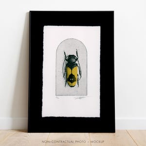 Incisione originale in edizione limitata / Stampa artistica / Gabinetto delle curiosità / Entomologia - Insetto