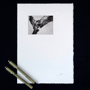 May include: A black and white etching of a bird of prey in flight. The bird is depicted with its wings spread wide and its talons extended. The etching is framed by a white border.