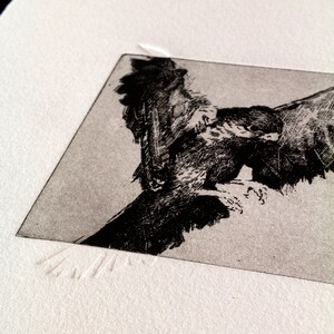 Original Etching / Limited edition fine art print / Intaglio / Bird of prey image 6