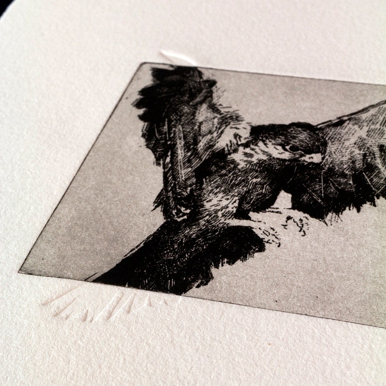 Original Etching / Limited edition fine art print / Intaglio / Bird of prey image 6
