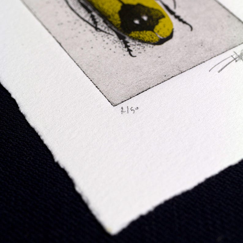 A beetle is depicted with intricate black detailing on its body and bold yellow markings on its wings, set against a simple arched background. The composition highlights the insect's symmetrical design and natural beauty.