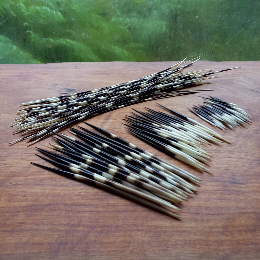 Fascinating African porcupine quills