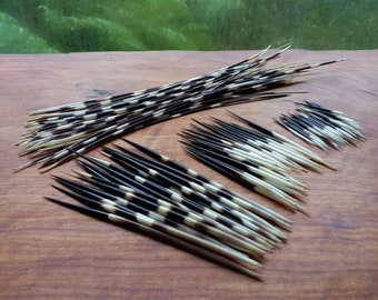 African Porcupine Quills