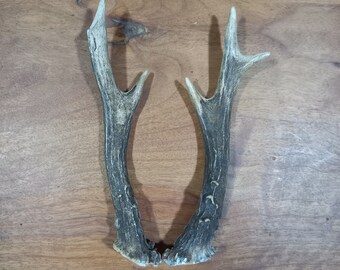 Genuine Roe Deer Antler Pair