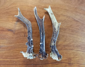 Set of Three Roe Deer Antlers