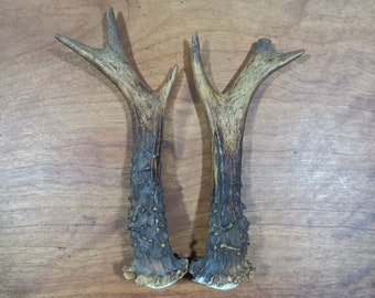 Genuine Roe Deer Antler Pair