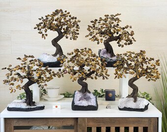 bonsai hnliche pflanzen Ficus retusa