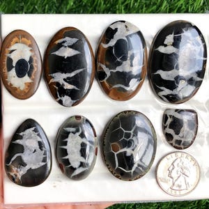 May include: A collection of polished gemstones with unique patterns. The stones are oval and teardrop-shaped, featuring black, white, and brown colors. The gemstones are displayed on a white surface, with a quarter coin for size comparison.