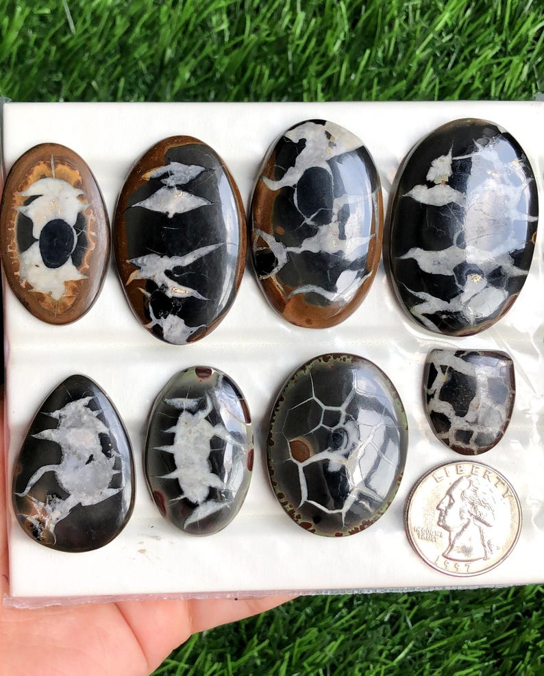 May include: A collection of polished gemstones with unique patterns. The stones are oval and teardrop-shaped, featuring black, white, and brown colors. The gemstones are displayed on a white surface, with a quarter coin for size comparison.