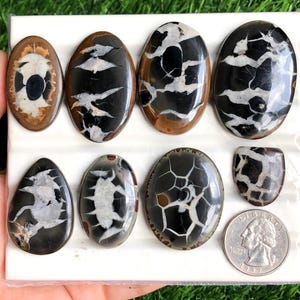 May include: A collection of polished Septarian stones in various oval and teardrop shapes. The stones feature a mix of black, white, and brown patterns. A U.S. quarter is included for size reference. The stones are displayed on a white surface.