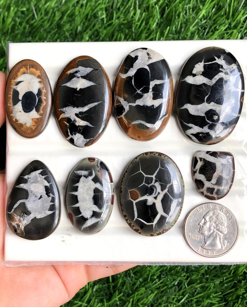 May include: A collection of polished Septarian stones in various oval and teardrop shapes. The stones feature a mix of black, white, and brown patterns. A U.S. quarter is included for size reference. The stones are displayed on a white surface.