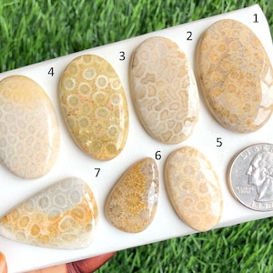 Cabochão de coral fóssil por atacado, por peso, com diferentes formatos e tamanhos para fabricação de joias, lote com 135 pedras preciosas curativas polidas à mão