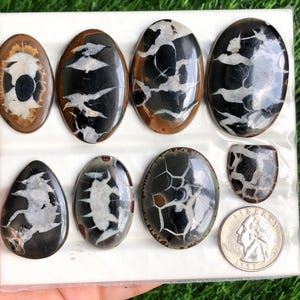 May include: A collection of polished gemstones in various oval and teardrop shapes, featuring a striking black and white pattern with brown accents. A US quarter is included for size reference. The gemstones are displayed on a white surface.