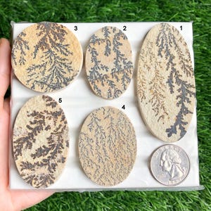 Cabochon fossile di dendrite, pietra preziosa fossile di buona qualità per la creazione di gioielli, cabochon lucidati a mano, regalo per lei, lotto 301