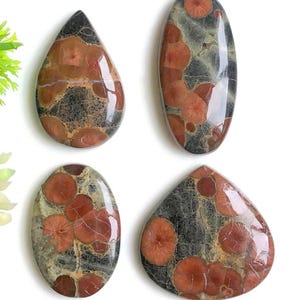 Pinda fossiele cabochon, fantastische kwaliteit pinda fossiele edelsteen voor het maken van sieraden, handgemaakte cabochon, helende edelsteen