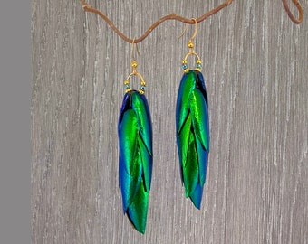 Iridescent Blue Green All Natural Beetle Wing Gold Earrings