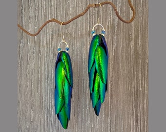May include: A pair of dangle earrings featuring iridescent green and blue beetle wings. The earrings are suspended from silver hooks with small blue beads.