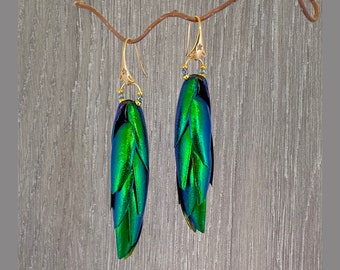May include: A pair of earrings featuring iridescent green beetle wings with gold accents. The wings are layered and have a metallic sheen.