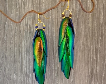 May include: A pair of earrings featuring iridescent green beetle wings with gold accents and blue beads. The earrings are hanging from a branch.