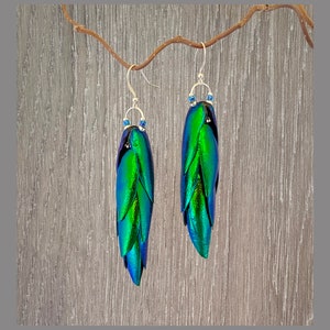 Puede incluir: Un par de pendientes de plata con detalles de alas de escarabajo iridiscentes verdes y azules.
