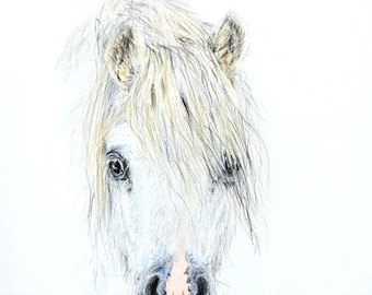 Welsh pony, prints from original, coloured pencil drawing