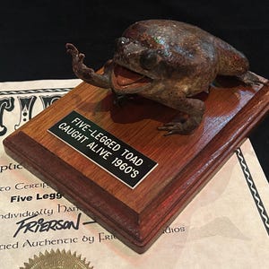 May include: A taxidermied toad with five legs, mounted on a wooden plaque. The plaque has a label that reads "FIVE-LEGGED TOAD CAUGHT ALIVE 1960'S". The toad is brown with a textured appearance. A certificate is visible in the background.