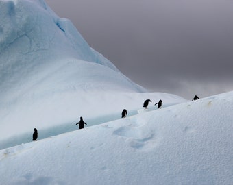 Penguins on iceberg