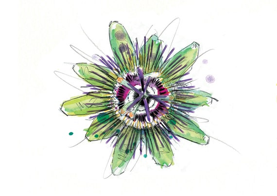 Passion Flower Art Print Flower Illustration Botanical Etsy passion flower art print flower illustration botanical drawing floral watercolour passion flower