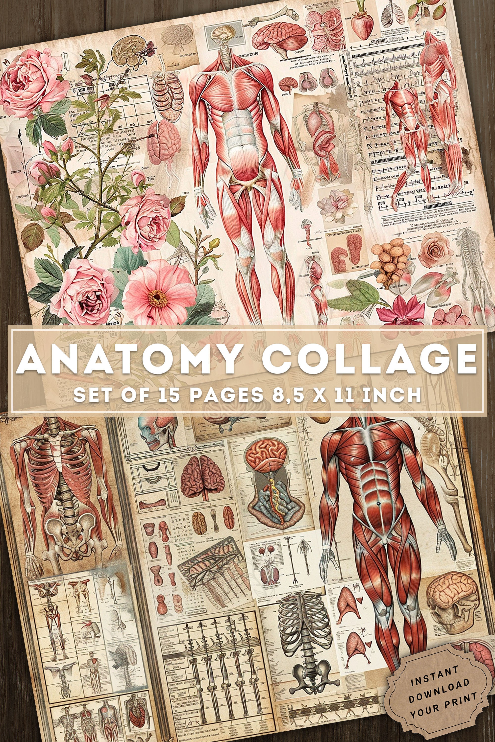 Anatomy Collage Junk Journal Vintage Medical Art Vintage Medical anatomy-collage-junk-journal-vintage-medical-art-vintage-medical