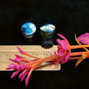 May include: Two circular labradorite ear plugs with iridescent blue and gold flashes, positioned next to a wooden ruler showing a measurement of approximately 0.5 inches in diameter, accompanied by a bright pink and orange artificial flower.