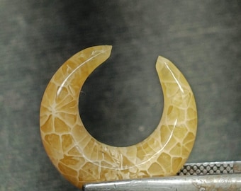 Fossilized Coral septum pinchers - size2g(4mm)  to 0000(12mm) availableNose Piercings