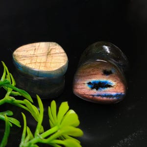 May include: Two polished labradorite stone plugs. One plug is tan with blue edges, the other is a mix of pink, blue, and black. The plugs are on a black surface with green foliage in the foreground.