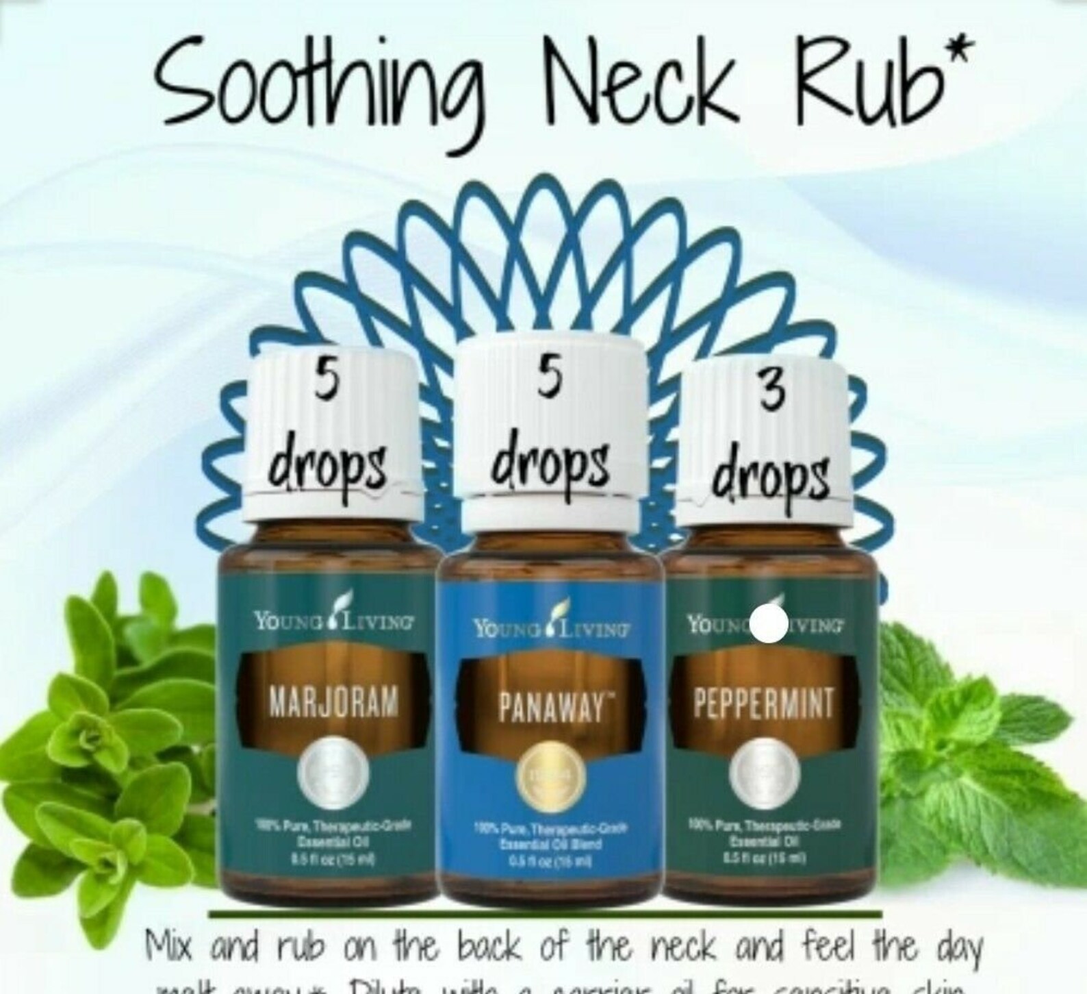 Marjoram Young Living Essential Oil 15 Ml Etsy