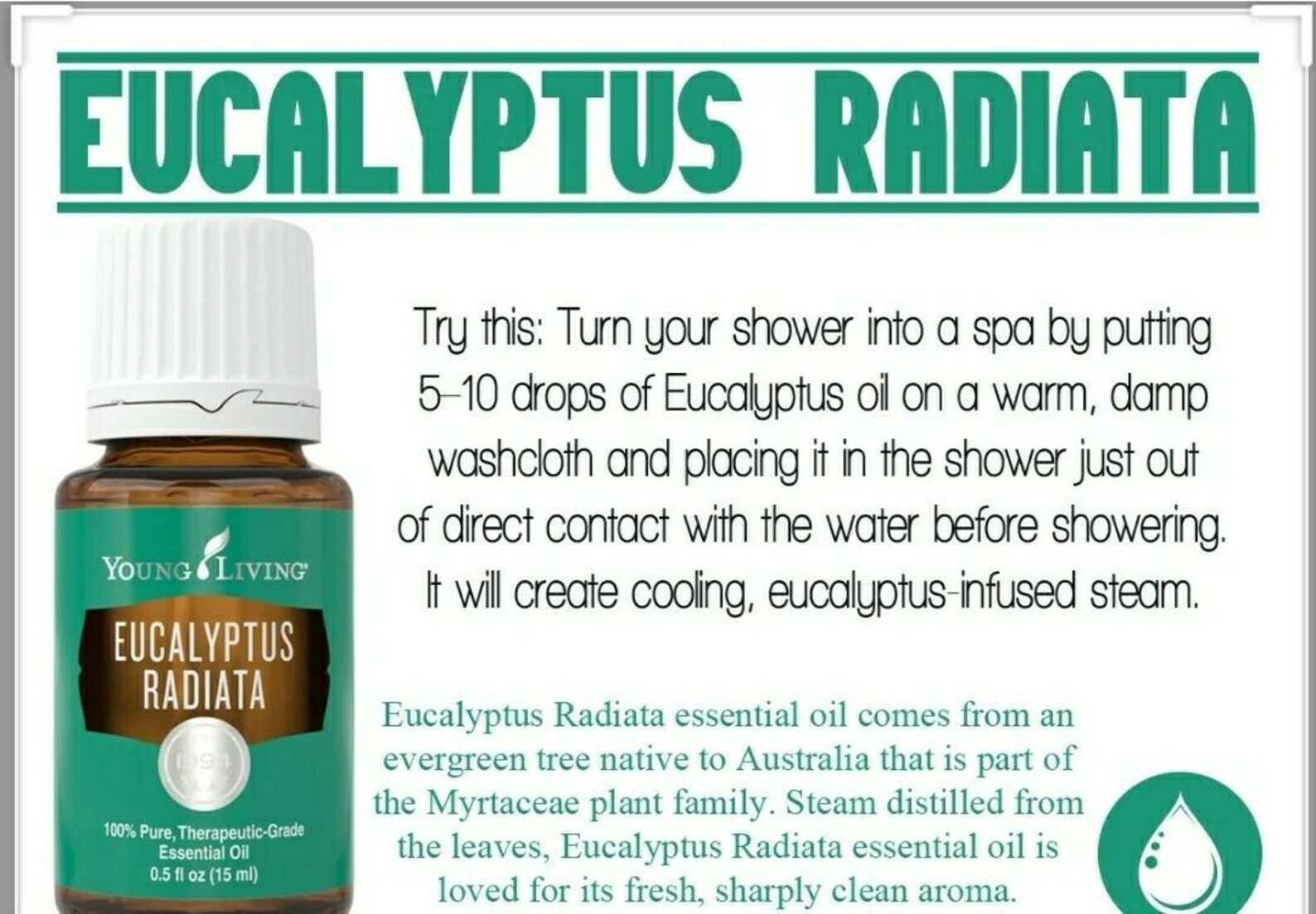 Eucalyptus Radiata Young Living Essential Oil 15ml Etsy