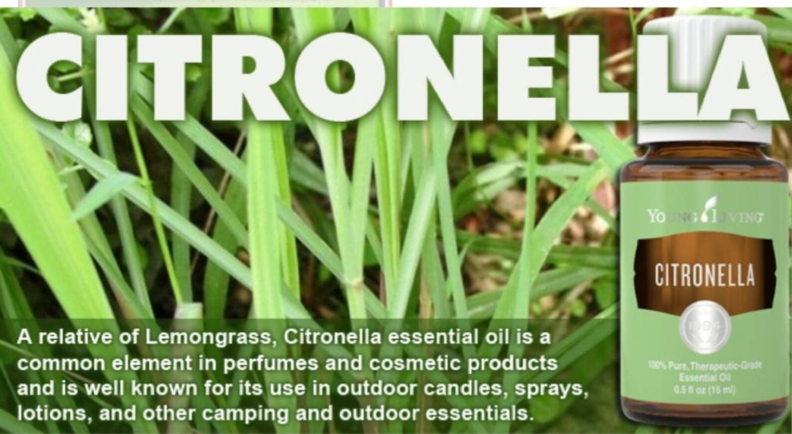 Citronella Young Living Essential Oil 15ml Etsy