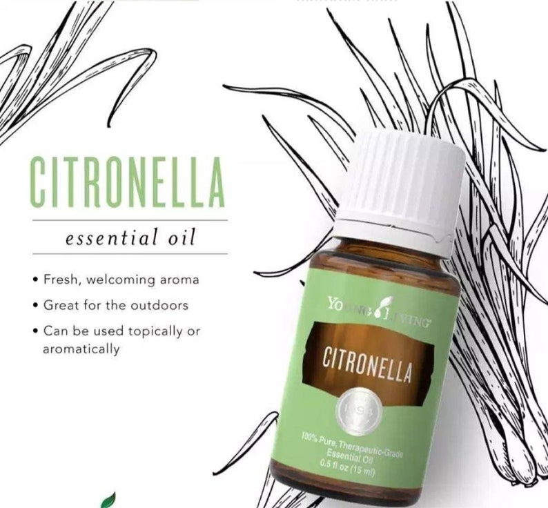 Citronella Young Living Essential Oil 15ml Etsy