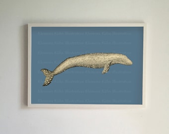 Balena grigia (stampa)