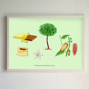 cocoa tree (print)