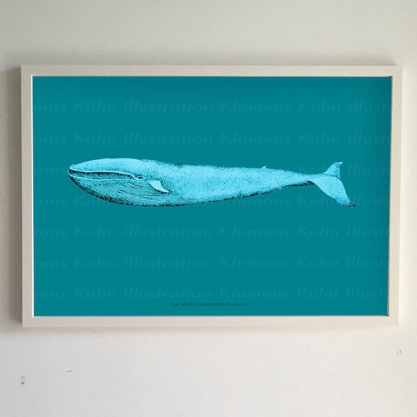 Blue whale (print)